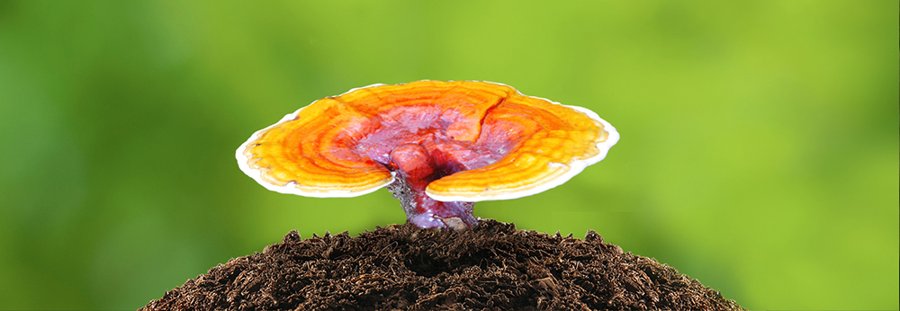 Banner Ganoderma